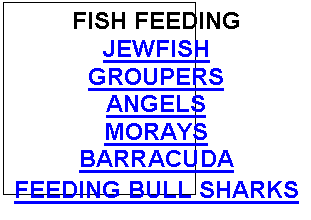 Text Box: FISH FEEDING
JEWFISH
GROUPERS
ANGELS
MORAYS
BARRACUDA
FEEDING BULL SHARKS